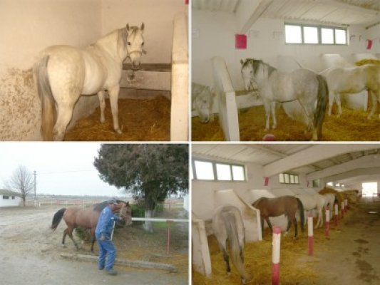 Pentru că nu-i cumpără nimeni, armăsarii 